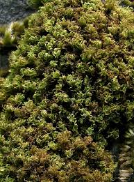 Attēlu rezultāti vaicājumam “Tortella inclinata”