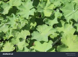 Attēlu rezultāti vaicājumam “Alchemilla vulgaris aggr. leaf”
