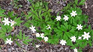 Image result for Buschwindröschen