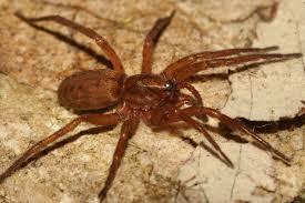 Attēlu rezultāti vaicājumam “Agroeca brunnea”