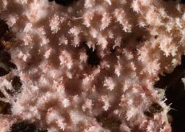 Attēlu rezultāti vaicājumam “Steccherinum fimbriatum”