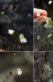 Attēlu rezultāti vaicājumam “Utricularia minor bud”