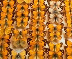 Attēlu rezultāti vaicājumam “Pieridae”