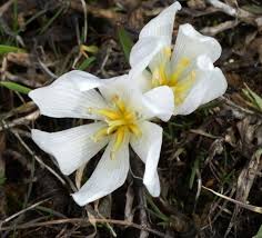 Attēlu rezultāti vaicājumam “Colchicum szovitsii subsp. szovitsii”