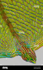 Attēlu rezultāti vaicājumam “Cinclidium stygium”