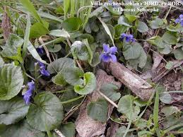 Attēlu rezultāti vaicājumam “Viola reichenbachiana leaf”