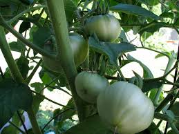 Afbeeldingsresultaat voor cabin tomato