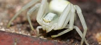 Attēlu rezultāti vaicājumam “Thomisidae”