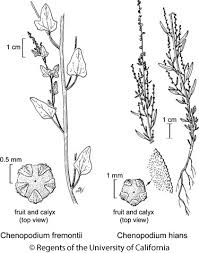 Attēlu rezultāti vaicājumam “Chenopodium polyspermum var. acutifolium flower”