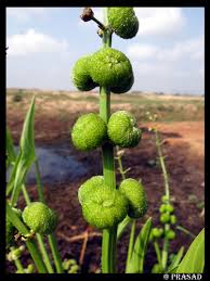 Attēlu rezultāti vaicājumam “Sagittaria sagittifolia fruit”