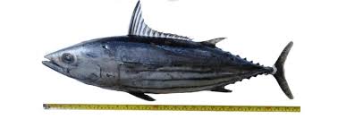 Image result for Katsuwonus pelamis