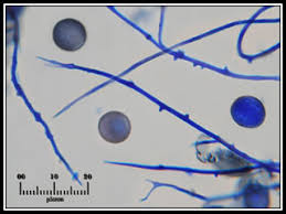 Attēlu rezultāti vaicājumam “Didymium tussilaginis”