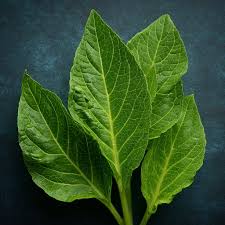 Attēlu rezultāti vaicājumam “Nicotiana tabacum leaf”