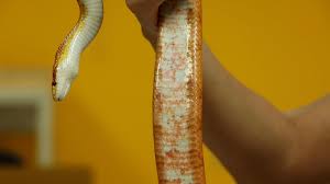 Image result for reptile scales