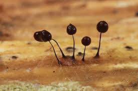 Attēlu rezultāti vaicājumam “Physarum bitectum”