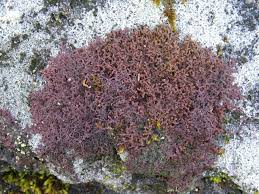 Attēlu rezultāti vaicājumam “Frullania tamarisci”