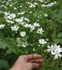 Attēlu rezultāti vaicājumam “Stellaria holostea flower”