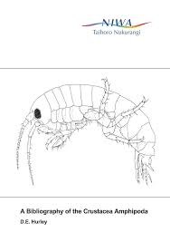 Attēlu rezultāti vaicājumam “Amphipoda”
