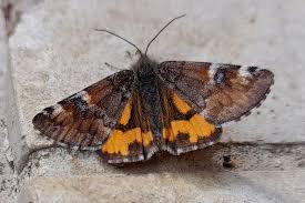 Attēlu rezultāti vaicājumam “Archiearis parthenias”