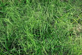 Attēlu rezultāti vaicājumam “Glyceria striata fruit”