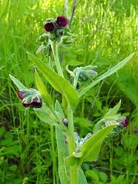 Attēlu rezultāti vaicājumam “Cynoglossum officinale leaf”