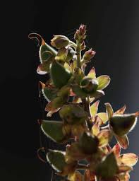 Attēlu rezultāti vaicājumam “Digitalis purpurea fruit”