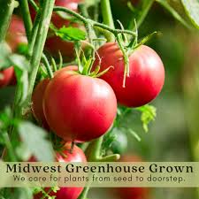 Afbeeldingsresultaat voor caspian pink tomato