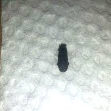 Attēlu rezultāti vaicājumam “Hylastes sp.”