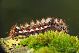 Attēlu rezultāti vaicājumam “Acronicta rumicis”