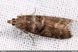 Attēlu rezultāti vaicājumam “Ortholepis betulae”