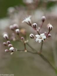 Attēlu rezultāti vaicājumam “Gypsophila paniculata bud”