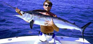 Image result for Kajikia albida