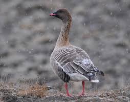 Attēlu rezultāti vaicājumam “Anser brachyrhynchus adult”