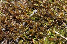 Attēlu rezultāti vaicājumam “Scorpidium scorpioides”