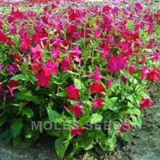 Image result for Nicotiana x sanderae `Perfume`F1