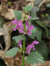 Attēlu rezultāti vaicājumam “Lamium maculatum”