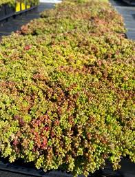 Attēlu rezultāti vaicājumam “Sedum album”