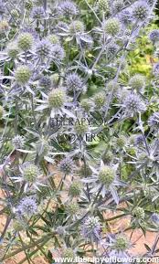 Attēlu rezultāti vaicājumam “Eryngium planum fruit”
