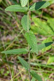 Attēlu rezultāti vaicājumam “Stachys palustris leaf”