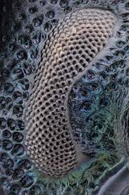 Attēlu rezultāti vaicājumam “Bryum funkii macro”