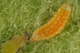 Attēlu rezultāti vaicājumam “Cecidomyiidae”