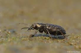 Attēlu rezultāti vaicājumam “Elaphrus cupreus”