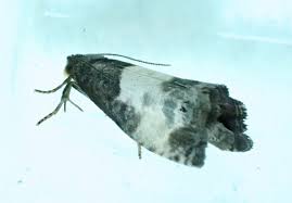 Attēlu rezultāti vaicājumam “Notocelia cynosbatella”