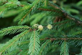 Attēlu rezultāti vaicājumam “Adelges laricis”