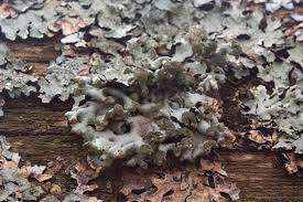 Attēlu rezultāti vaicājumam “Hypogymnia tubulosa”