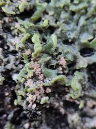 Attēlu rezultāti vaicājumam “Erythricium aurantiacum”