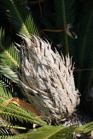 Image result for Diplodus ascensionis