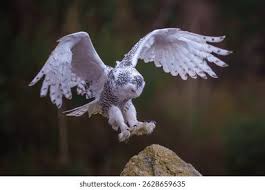 Image result for Bubo scandiacus