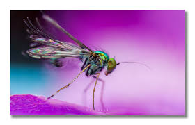 Attēlu rezultāti vaicājumam “Dolichopodidae”