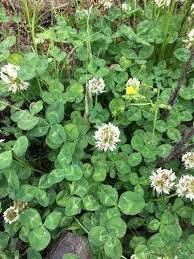 Attēlu rezultāti vaicājumam “Trifolium repens leaf”
